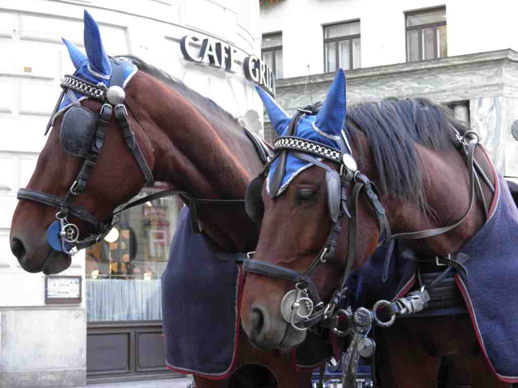 Δύο άλογα με μπλε καπέλα και κατασκευή στολισμένη, σε αστική περιοχή.